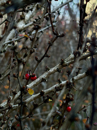 ელენე გიორგაძის ფოტოალბომი