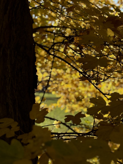 ელენე გიორგაძის ფოტოალბომი