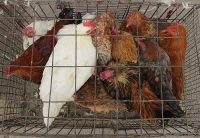 პატიმრობა