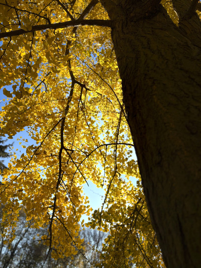 ელენე გიორგაძის ფოტოალბომი