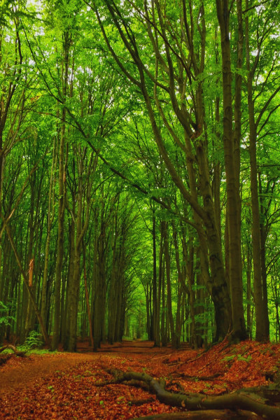 ნიკა ხუბუას ფოტოალბომი