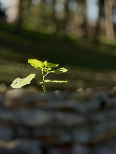 ელენე გიორგაძის ფოტოალბომი
