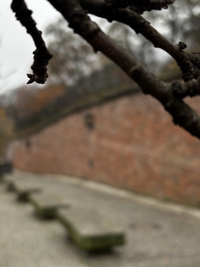 ელენე გიორგაძის ფოტოალბომი