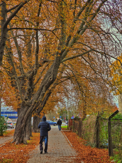 ნიკა ხუბუას ფოტოალბომი
